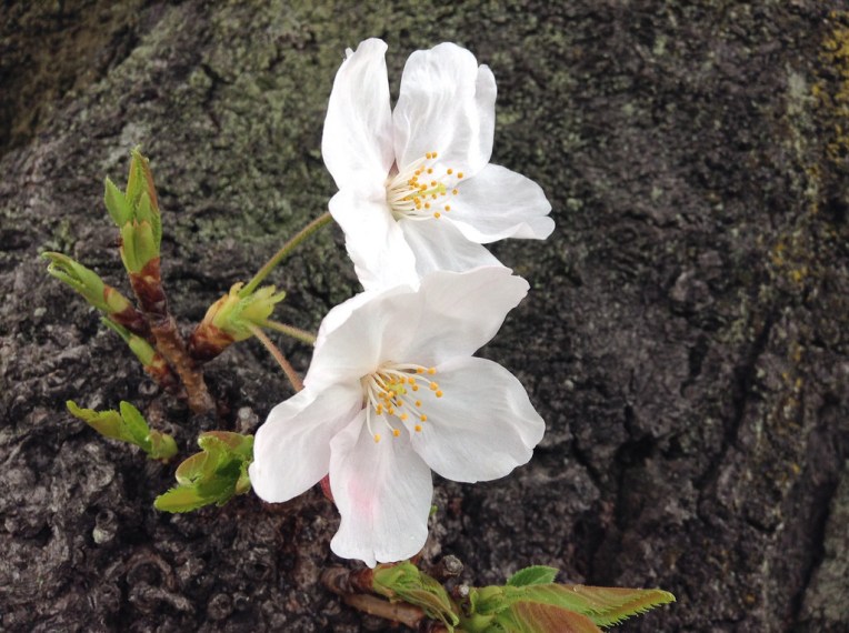 西宮駅北側にある公園の桜 2015