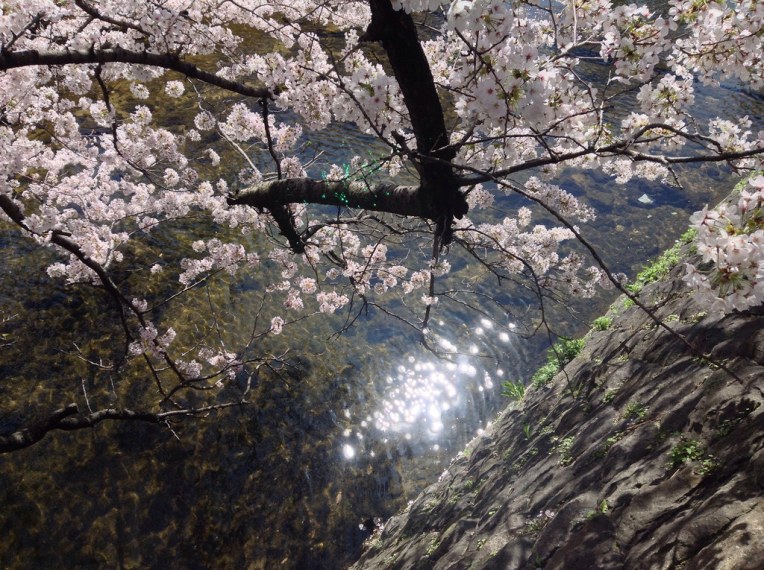 夙川の桜 2015