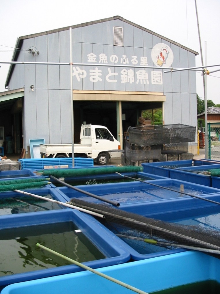 やまと錦魚園