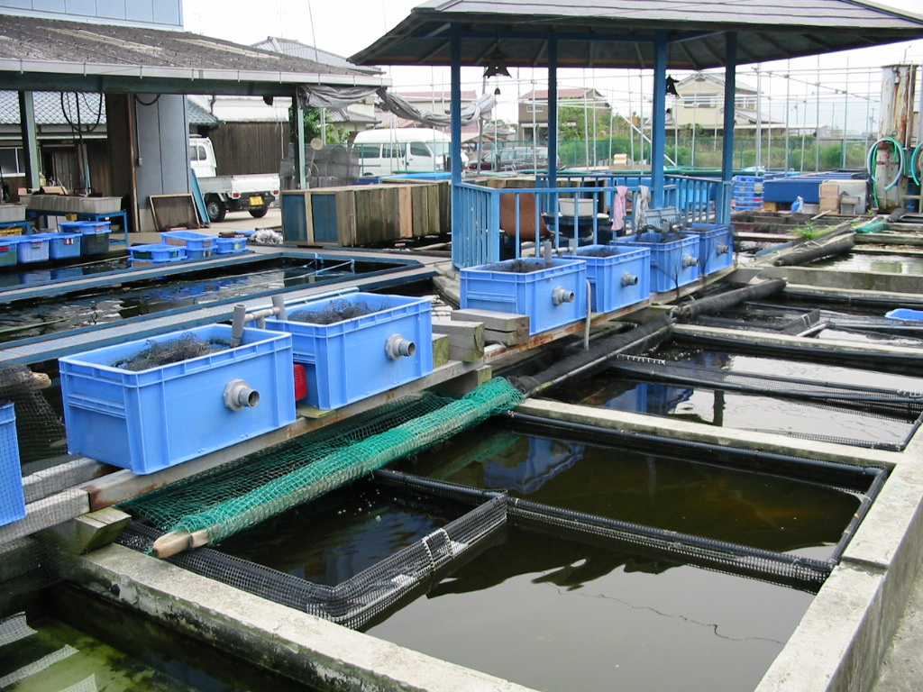 金魚の養殖場