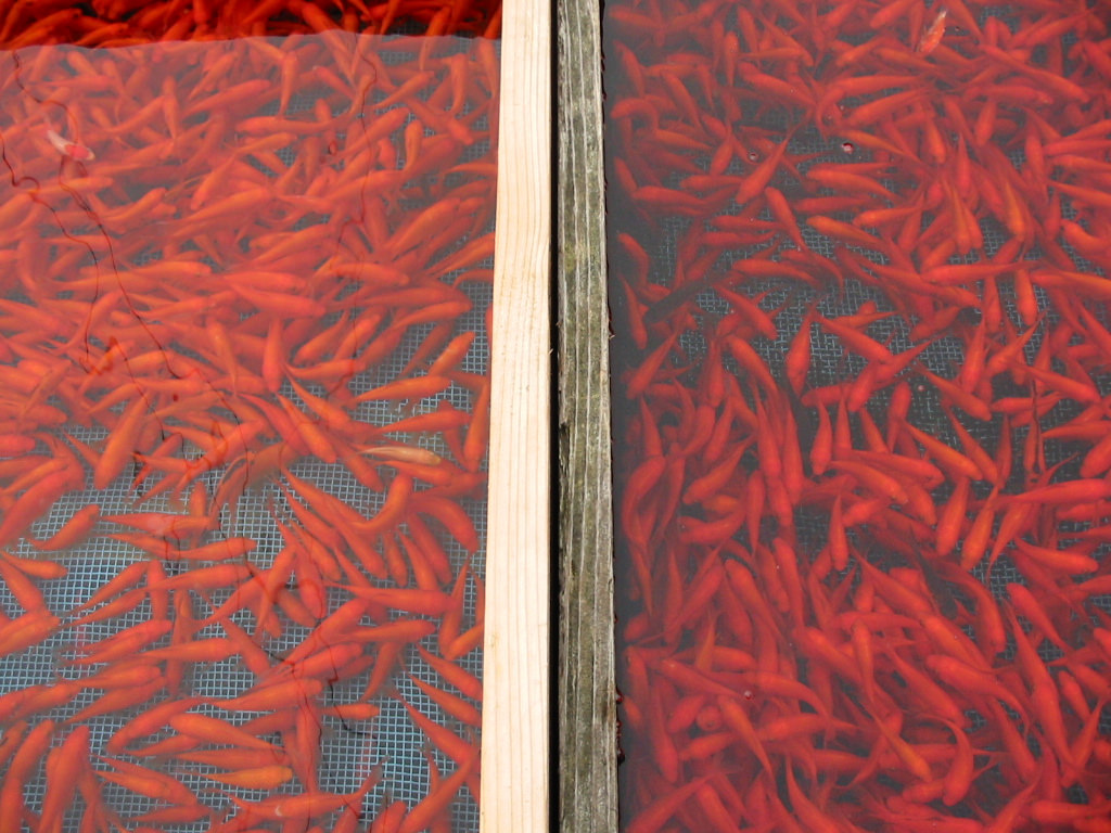 金魚。きんぎょ。キンギョ。