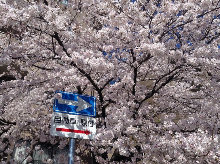 夙川の桜 2015