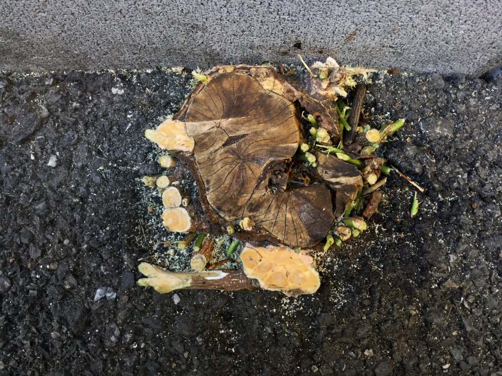 駐車場の切り株